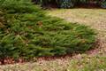 Juniperus sabina Tamariscifolia IMG_8957 Jałowiec sabiński